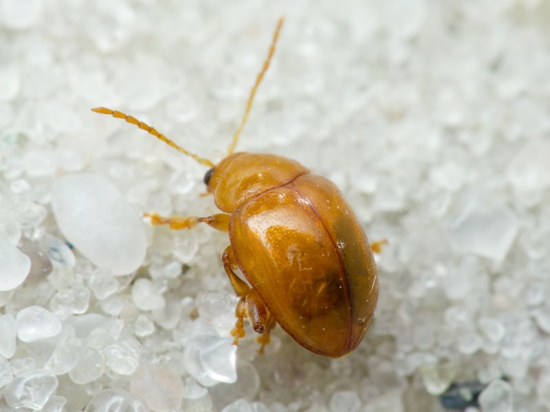 Sphaeroderma testaceum (Fabricius, 1775)